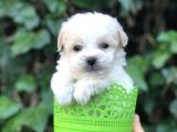 Dizayn Irk Maltipoo Yavrular