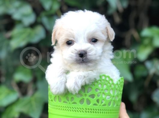 Dizayn Irk Maltipoo Yavrular görsel