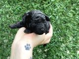 Anne Altından Si̇lver Toy Poodle