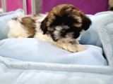 Safkan Shih-Tzu Yavrularimiz