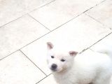 Akita Inu Japon Akita Yavruları Dost Pet