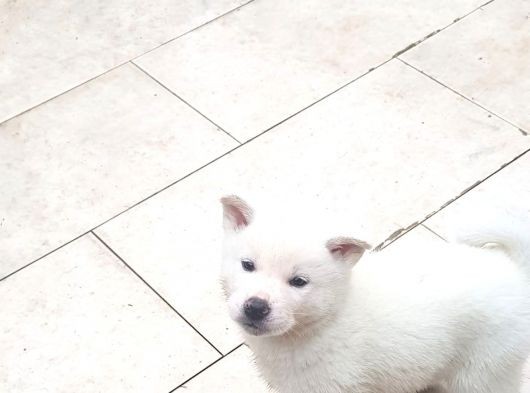 Akita Inu Japon Akita Yavruları Dost Pet görsel