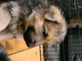 Alman Coban Kurdu Yavruları Dost Pet