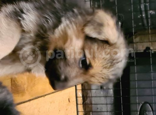 Alman Coban Kurdu Yavruları Dost Pet görsel
