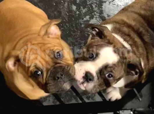 American Bull Yavruları Dost Pet görsel