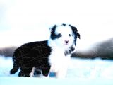 Border Collie Yavruları Dost Pet