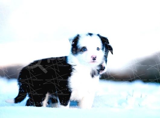 Border Collie Yavruları Dost Pet görsel