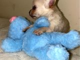 Chihuahua Yavruları Dost Pet