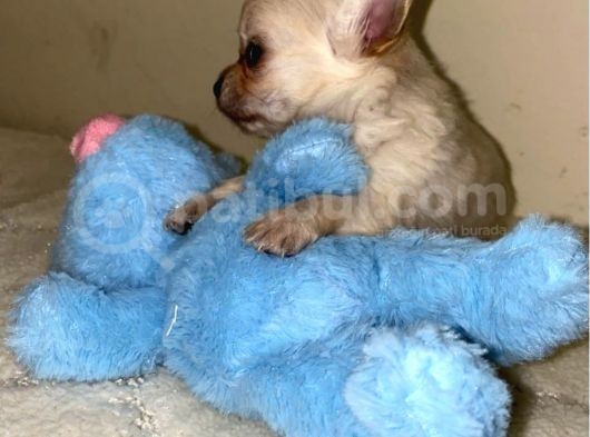 Chihuahua Yavruları Dost Pet görsel