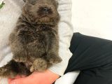 Chow Chow Yavruları Dost Pet