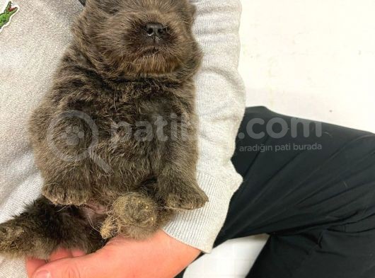 Chow Chow Yavruları Dost Pet görsel