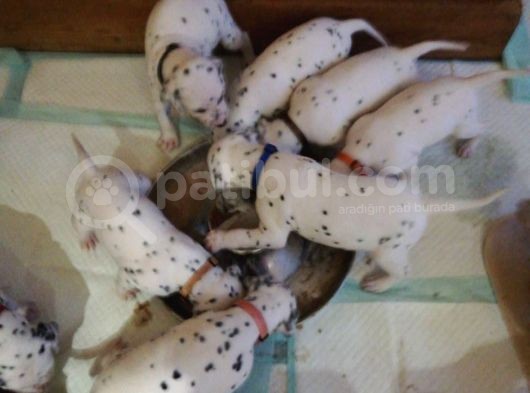Dalmacyali Yavrulari Dost Pet görsel
