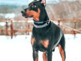 Doberman Yavruları Dost Pet