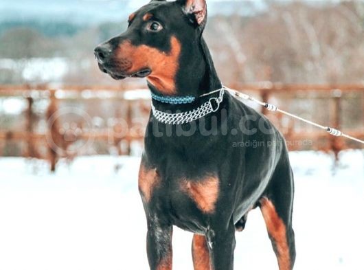 Doberman Yavruları Dost Pet görsel