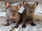 French Bulldog Yavruları Dost Pet