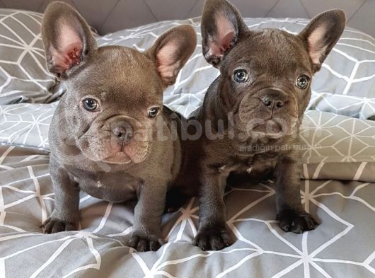 French Bulldog Yavruları Dost Pet görsel