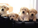Golden Retriever Yavruları Dost Pet