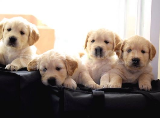 Golden Retriever Yavruları Dost Pet görsel