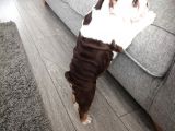 Ingiliz Bulldog Yavruları Dost Pet