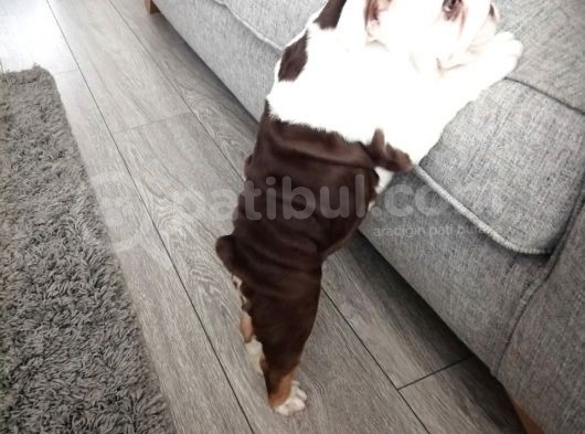 Ingiliz Bulldog Yavruları Dost Pet görsel