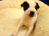 Jack Russel Terier Yavruları Dost Pet
