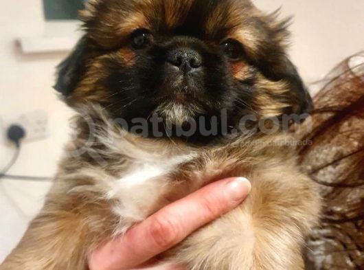 Pekinez Yavruları Dost Pet görsel