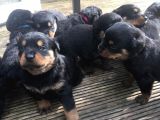 Rottweiler Yavruları Dost Pet