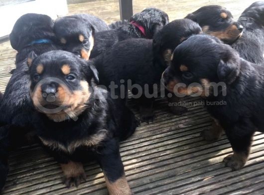 Rottweiler Yavruları Dost Pet görsel