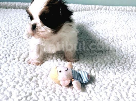 Shih Tzu Yavruları Dost Pet görsel
