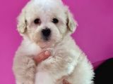 Malti̇po