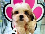 Mi̇ni̇k Shih-Tzu