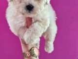 Malti̇po