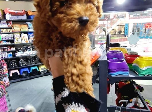 Mi̇ni̇k Toy Poodle Yavrular görsel