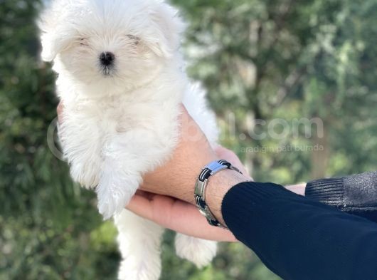 0 Burun Tea Cup Maltese Terrier / Erkek görsel