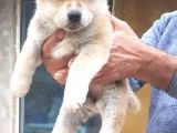 Akita Inu Japon Akita Yavruları Dost Pet