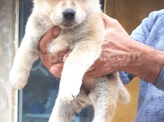 Akita Inu Japon Akita Yavruları Dost Pet görsel