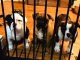 American Bull Yavruları Dost Pet