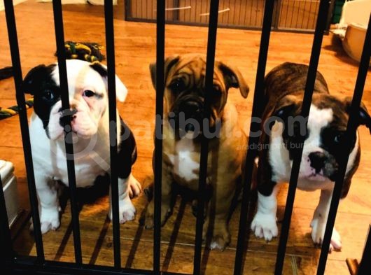 American Bull Yavruları Dost Pet görsel