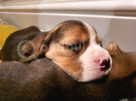 Beagle Yavruları Dost Pet görsel