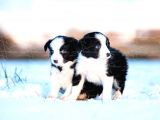 Border Collie Yavruları Dost Pet