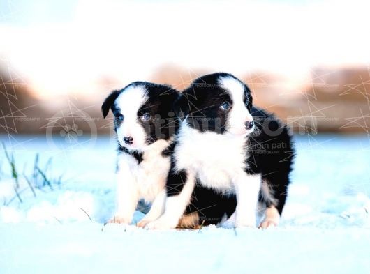 Border Collie Yavruları Dost Pet görsel