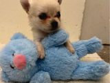 Chihuahua Yavruları Dost Pet