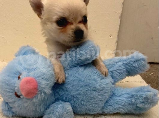 Chihuahua Yavruları Dost Pet görsel