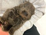 Chow Chow Yavruları Dost Pet
