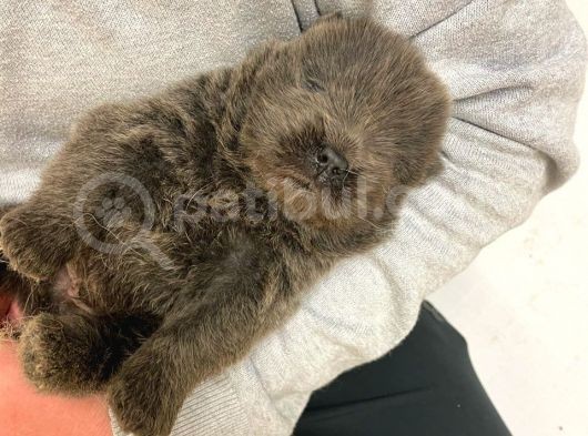 Chow Chow Yavruları Dost Pet görsel