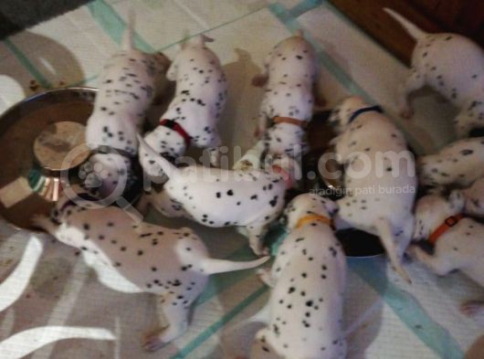 Dalmacyali Yavrulari Dost Pet görsel