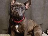 French Bulldog Yavruları Dost Pet