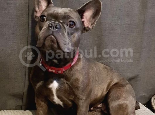 French Bulldog Yavruları Dost Pet görsel