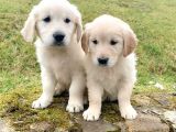 Golden Retriever Yavruları Dost Pet