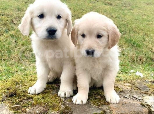 Golden Retriever Yavruları Dost Pet görsel